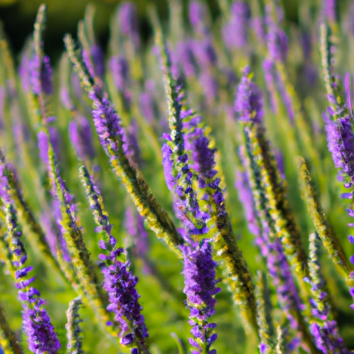 heets purple usa