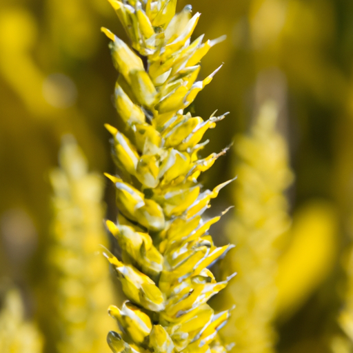 heets yellow