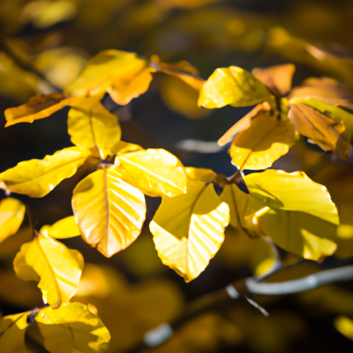 heets yellow