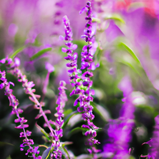 heets purple usa